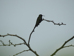 Anthracothorax dominicus