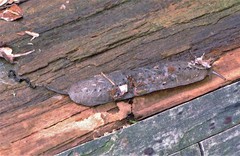 Phyllocaulis variegatus