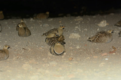 Pterocles bicinctus bicinctus