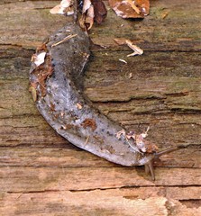 Phyllocaulis variegatus