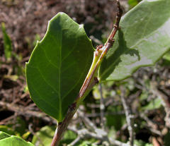Maytenus procumbens