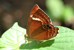 Abisara abnormis