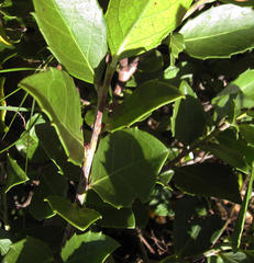Maytenus procumbens