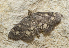 Anania plectilis