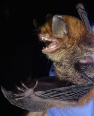 Malagasy Mouse-Eared Bat photo 3