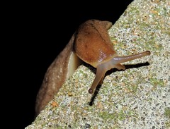 Phyllocaulis variegatus