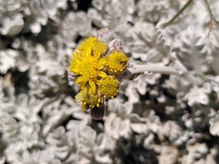 Jacobaea leucophylla