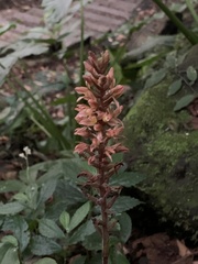 Goodyera rubicunda
