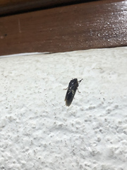 Homalodisca ichthyocephala