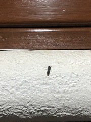 Homalodisca ichthyocephala