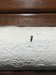 Homalodisca ichthyocephala