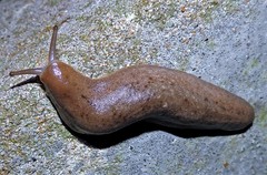 Phyllocaulis variegatus