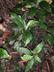 Goodyera rubicunda