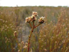 Phylica agathosmoides