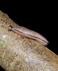 Meghimatium pictum