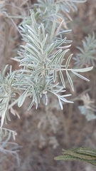 Anthyllis barba-jovis