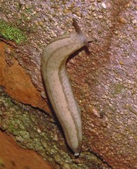 Meghimatium pictum
