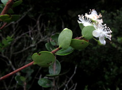 Eugenia capensis capensis