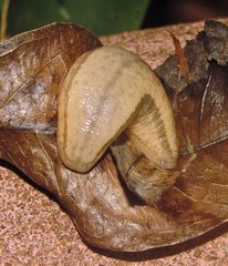 Meghimatium pictum