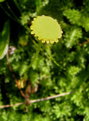 Cotula discolor