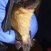 Peters's Wrinkle-lipped Bat - Photo (c) chrismeyer, some rights reserved (CC BY-NC)