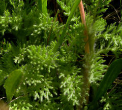 Cotula discolor