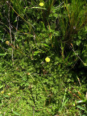 Cotula discolor