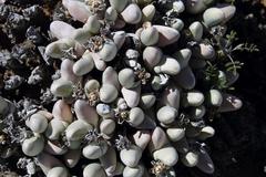 Gibbaeum pubescens