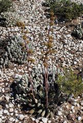 Crassula cotyledonis