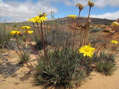 Euryops othonnoides