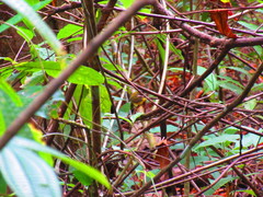 Basileuterus delattrii