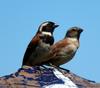 Common Cape Sparrow - Photo (c) riana60, some rights reserved (CC BY-NC), uploaded by riana60