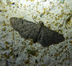 Eupithecia ultimaria