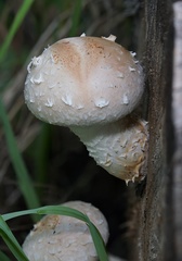 Hemipholiota