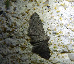 Eupithecia ultimaria