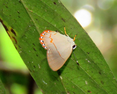 Euselasia ignitus