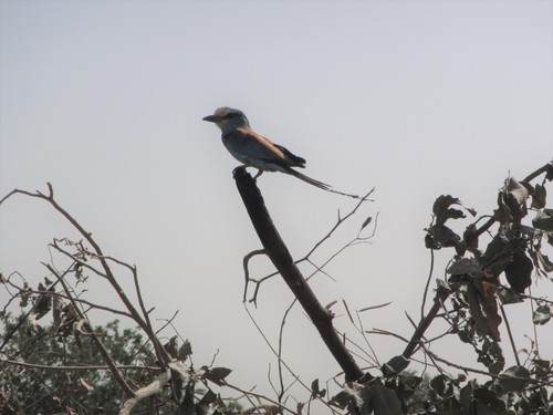 Abyssinian Roller
