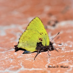 Cyanophrys pseudolongula