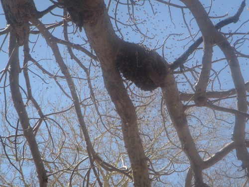 West African Honey Bee