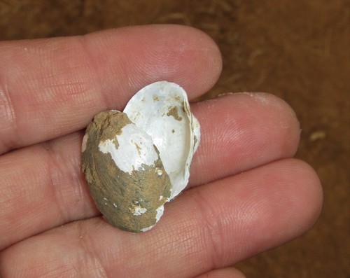 Coelatura aegyptiaca