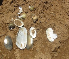 Aspatharia dahomeyensis