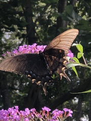 Papilio glaucus image