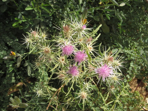 Centaurea perrottetii
