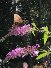 Papilio glaucus image