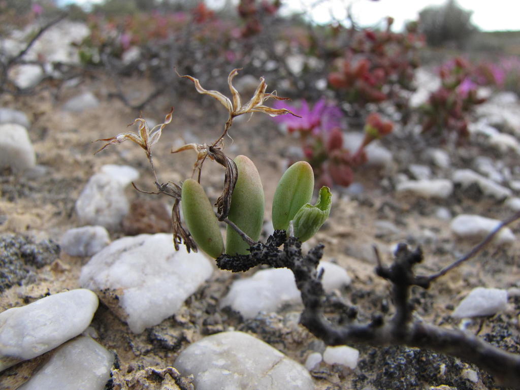 Tylecodon nigricaulis