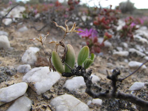 Tylecodon nigricaulis