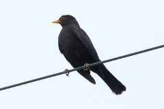 Turdus mandarinus mandarinus