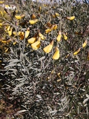 Calobota cytisoides