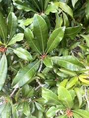 Vitellariopsis marginata image