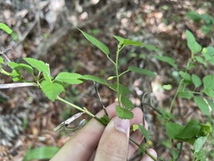 Corchorus siliquosus